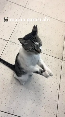 #kedi#dilenci#mama#parası#fyp 