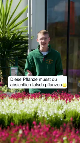 Diese Heide macht keine Probleme 🧡🌻 👉🏻 Sie ist ein echter Bienenliebling 🐝 #sunflowergartencenter #glockenheide #heideblüte #gartenliebe #gartentipps       