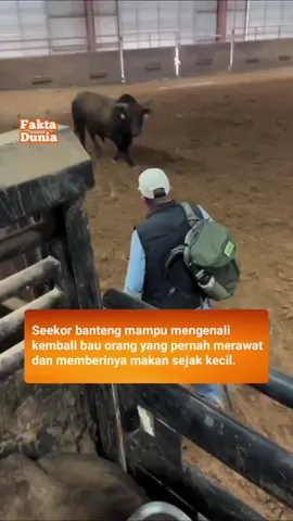 Ingatan seekor banteng tersimpan di hidungnya—ia masih mengenali bau orang yang pernah memberinya makan sejak kecil. kecuali  Banteng yg di Indonesia  , yg bermoncong putih dan berwarna merah, itu banteng yg ga tau diri dan suka buat susah rakyat 🤣🤣🤣🤣