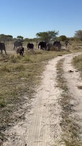 Looks like there’s one more seat left! 😁 Our little baby Joy decided to skip the herd walk and chase down the milk cart! Send this to someone to make their day! 🐘 Want to see more baby elephant moments? Hit follow and join us!
