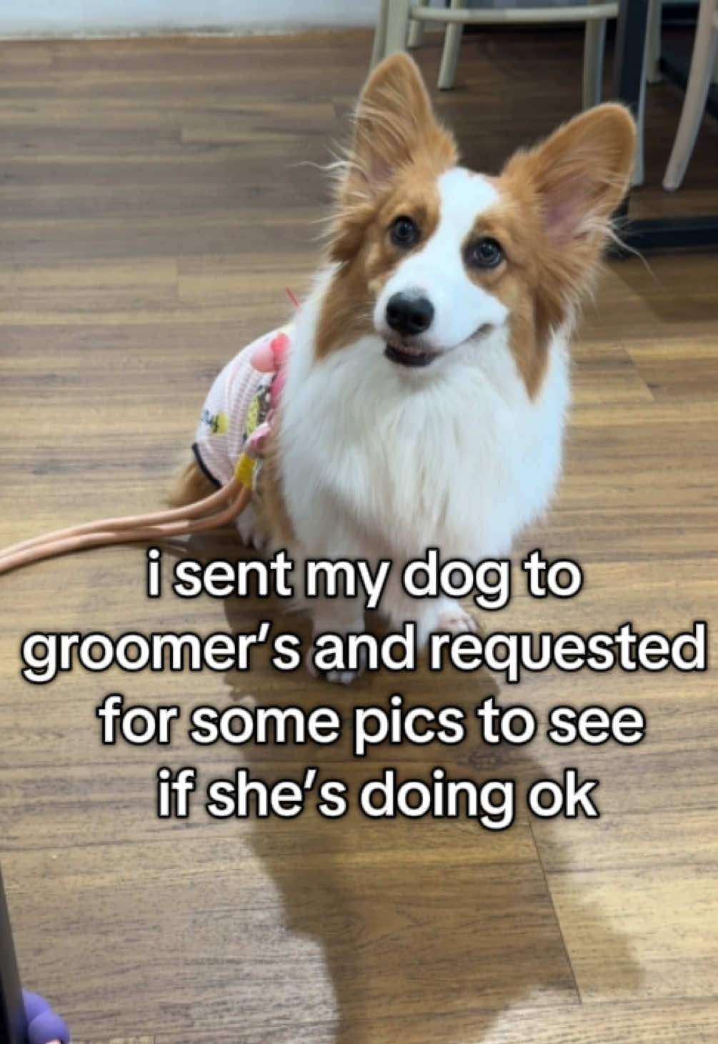 #puppy #puppytiktok #corgi #fyp #bathtime  @Love Paws 