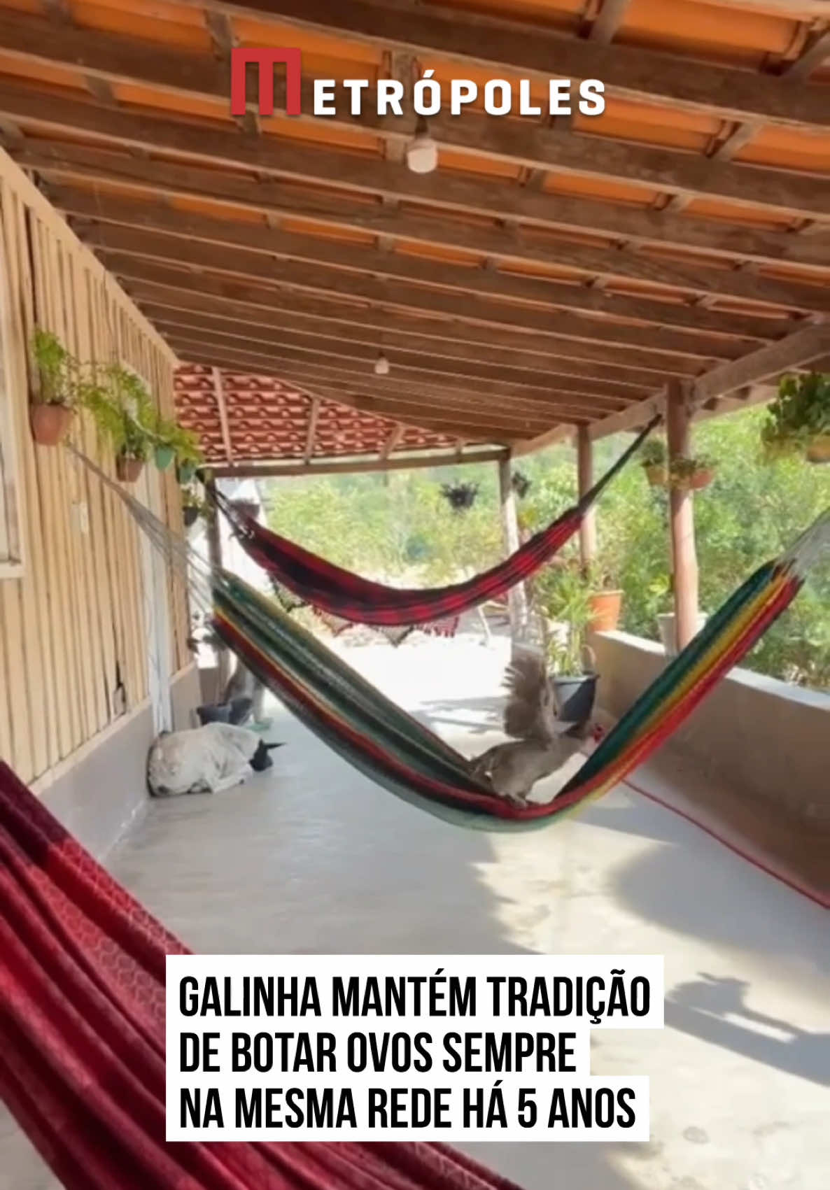 🥚🥰🐔 Uma mulher compartilhou na internet a história da #galinha de estimação dela, que há cinco anos mantém a tradição de botar ovos sempre na mesma rede, seu cantinho preferido. No vídeo, que viralizou nas redes sociais, Romiria mostra o momento em que a galinha Gogues pula para dentro da rede, para colocar mais ovinhos. Nos comentários, as pessoas destacaram que, embora incomum, o hábito de Gogues representa #afeto, memória e a importância dos vínculos criados com o lugar onde se vive. Você concorda? #tiktoknotícias 📹 @romiriaalbuquerque | @myhoodbr