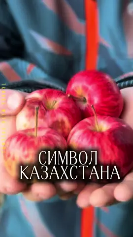 ЖИВАЯ ЛЕГЕНДА КАЗАХСТАНА.   В нашем питомнике 