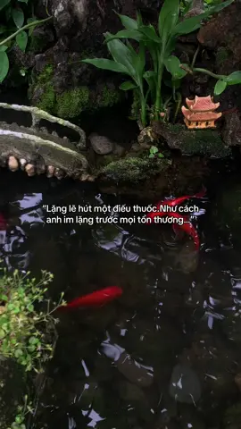…#tamtrang #story 