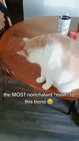 YALL 😭 😂 #rooh #trend #bark #foryoupage 
