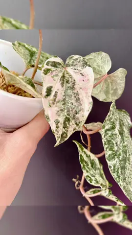 Any piper fans out there? She has my 💚! #piper #PlantTok #plantsoftiktok #plantmom #houseplants 