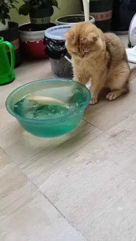 #catsoftiktok #funny #pet #funnyvideos #catlover 
