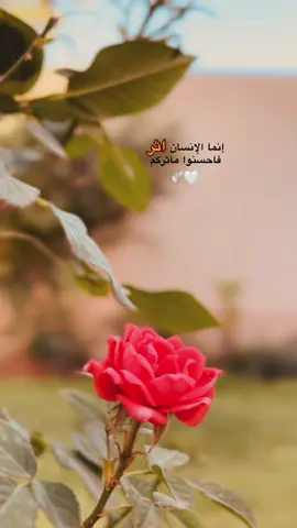 إنما الإنسان اثر فاحسنوا مآثركم 🕊️ #تصميمي #عباراتكم_الفخمه📿📌 #اقتباسات #تصويري #اقوال 
