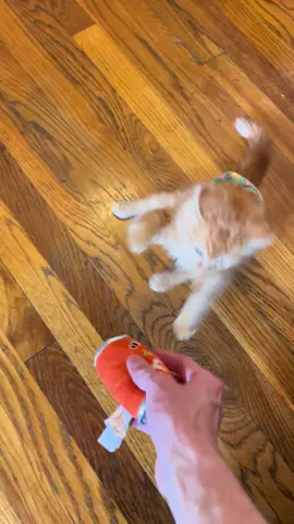 Pumpkin loves to run, climb, and play. If Pumpkin can do it, so can you! GoFundMe link in my bio 💕🐈 #fyp #hopecore #kittens #cat #foryoupage 