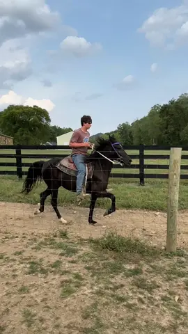 Young Filly #fyp #horse #horses #ewhtrailhorses 