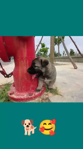 helping dog when he was alone 😭#foryou #usa🇺🇸 #PuppyLove #sickdoggie😢 #DogsOfTikTok 