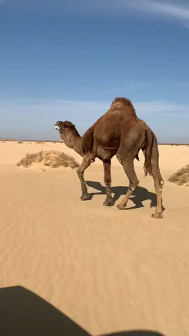 #تحياتي_لجميع_المشاهدين_والمتابعين #ماشاءالله_تبارك_الله 