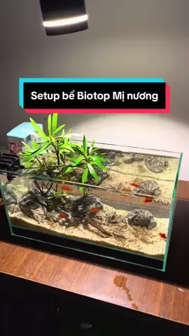 Setup bể thuỷ sinh Biotop Mị nương #ngocaquadesign #thuysinh #aquarium #biotopeaquarium #setup 