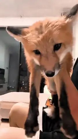 Who needs a dog when you have a fox? 🦊 #petfox #cutepets #foxsoftiktok #fyp #foryoupage 