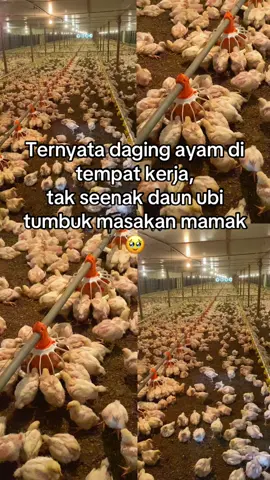 Semangat perantau #ayambroilerhits #pppppppppppppppp #fyp 