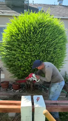 #foryoupage #jardineria #satisfying #triming 