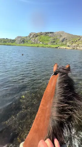 I don’t think we have many days like this left ,so we went to the sea and over to the island. Grazing there for 30 min.” And then back to the pasture:) #horses #september #fyp #happiness #horsesoftiktok 