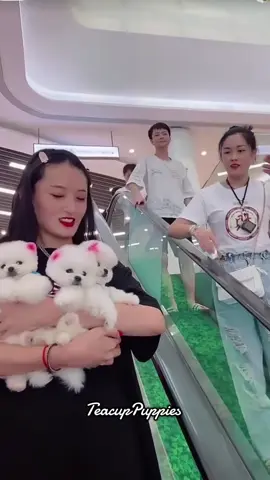 Teacup puppies are so cute🥰❤️#teacupdogs #dog #cutedog #puppy #puppies 
