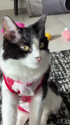 Bro doesn’t care 😭🤣 #fyp #tuxedocatsoftiktok #michaelbublé #catsoftiktok #trending 