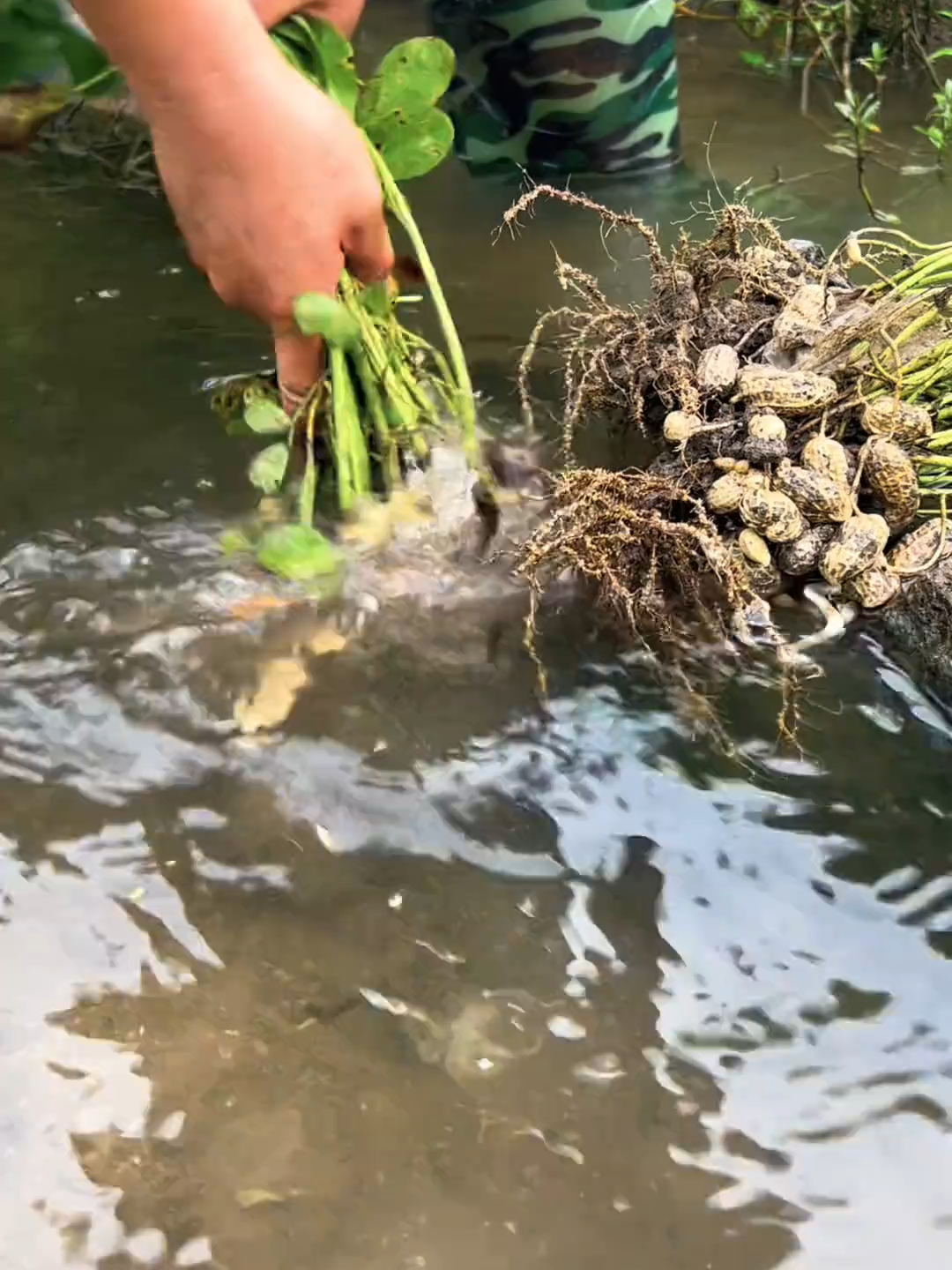 #tiktokindonesia #viralvideotiktok #farmlands #follower #NatureLovers