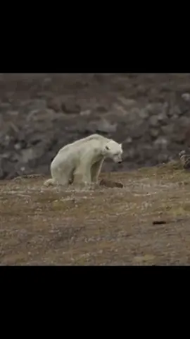 polar bears r adorable #edit #polarbear #fyp #foryoupage #foryou 