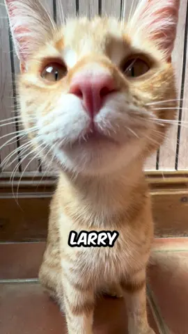 Did you know? 🙀 #pets #viral #trend 