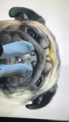 @Spidermani45 #radical #pug 