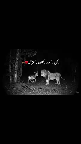 ,ًكل ,ًاسد ,ًعنده ,ًغزاله♥️🦌#الحب❤️ #ليبيا_طرابلس_مصر_تونس_المغرب_الخليج #درنة_طرابلس_بنغازي_البيضاء_المرج_طبرق🇱🇾 #مرتوبه_النوار_العزيات_لمخيلي_المرج❤ #القبه_درنه_عين_ماره_البيضاء_طبرق_بنغازي 
