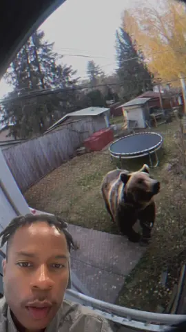 Bear broke into house 