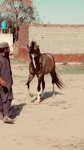 #akbsc #horse #goldenboy #rider #syedhaiderhassanshah❤️‍🔥🔥 