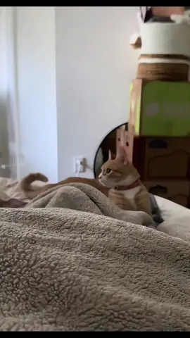 Hilarious Cats Battling Their Tails 😹🐾 #lolcats #catvideos #cutecats #funnycats #comedycats