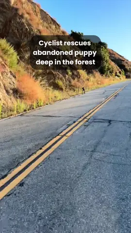 Biker finds puppy dumped in the middle of a forest #dog #dogsoftiktok #animals 