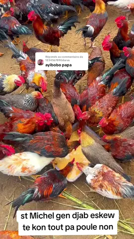 Réponse à @1234567890darusst Michel gen djab eskew te kon tout pa poule non #towosedjab #poule #ougan  #foryoupage❤️❤️ #fypag   