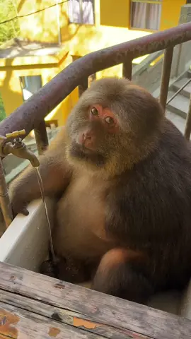 xingxing #monkey #cute #monkeyxingxing #lovely  #animals 
