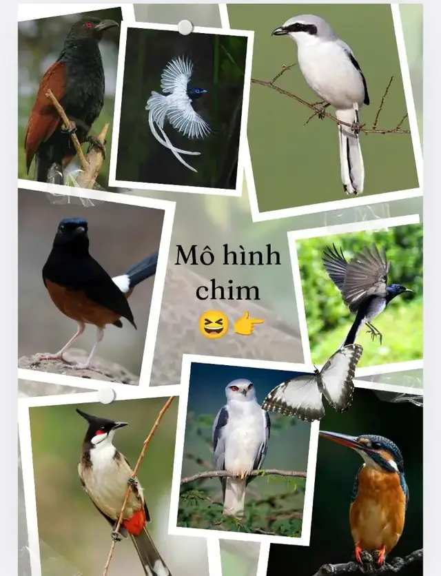 #chimcanhvietnam#chimdepvietnam#gemini#mohinh  Nhìn hay phết ae ạ 😆
