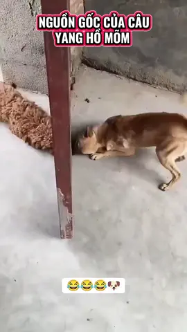 Là Sao Nữa Vậy Ta 😂😂😂 #hien_reviewgiadung #dog #chó #pet #chó_cưng 