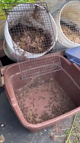 This is how I grow black solider fly larva to feed our chickens using only waste materials. You can buy black solider fly larva from Grub Terra and get 10% with discount code LSTF10. I get a small kickback on all sales with this code so it’s a good way to support my work and get healthy and eco friendly treats for your birds ! Reposted from @livingsoiltreefarm