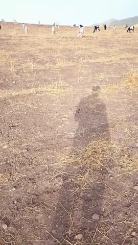#شاوية # بنت لاوراس#, خنشلة ،باتنة ،اومالبوقي،