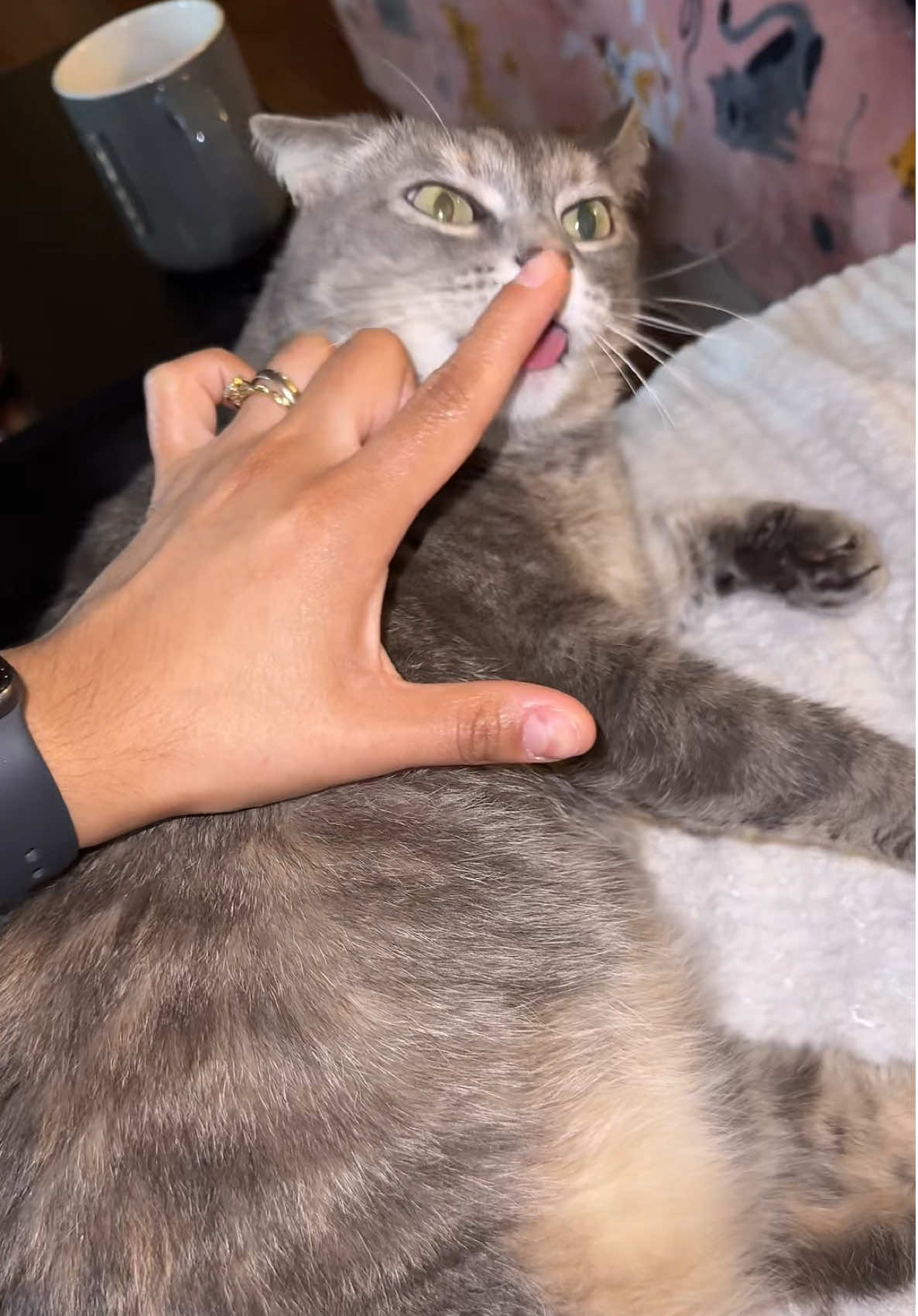 I love her #lovecats #catlover #cat #lilythecat 