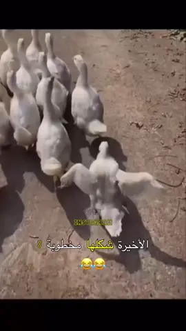 #صعدو_الفيديو  #الشعب_الصيني_ماله_حل😂😂 