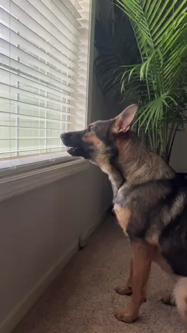 Heidi doesn’t appreciate the neighbors enjoying their Saturday in the yard I guess #dogsoftiktok #gsdoftiktok #germanshepherd #gsd #germanshepherdpuppy 