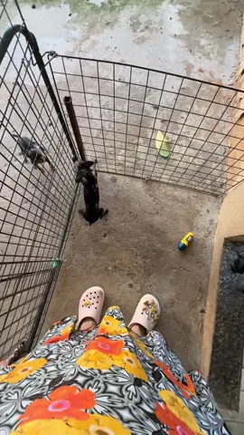 Ciúmes? Kkkk #rozipinschermicrosgoias #rozipinscherminiaturas #vaiprofypfv #pinscher #viral 