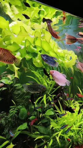 Crystal clear aquarium 😍 #aquarium #freshwateraquarium #freshwater #water #fishtank 