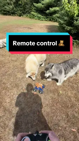 How far will it get before takedown? 😂 #dogs #tiktokdogs #pets #toys 