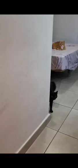 la gatita Draculilla cada vez que vienen visitas con energías pesadas  #LIVEIncentiveProgram #LIVEStory #PaidPartnership  #michistiktok #gatitos_haciendo_cosas 