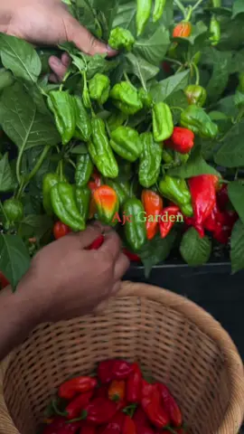 My happiness #nagamorich #nagachilli #nagapepper #nagamoris @Ajccooks 