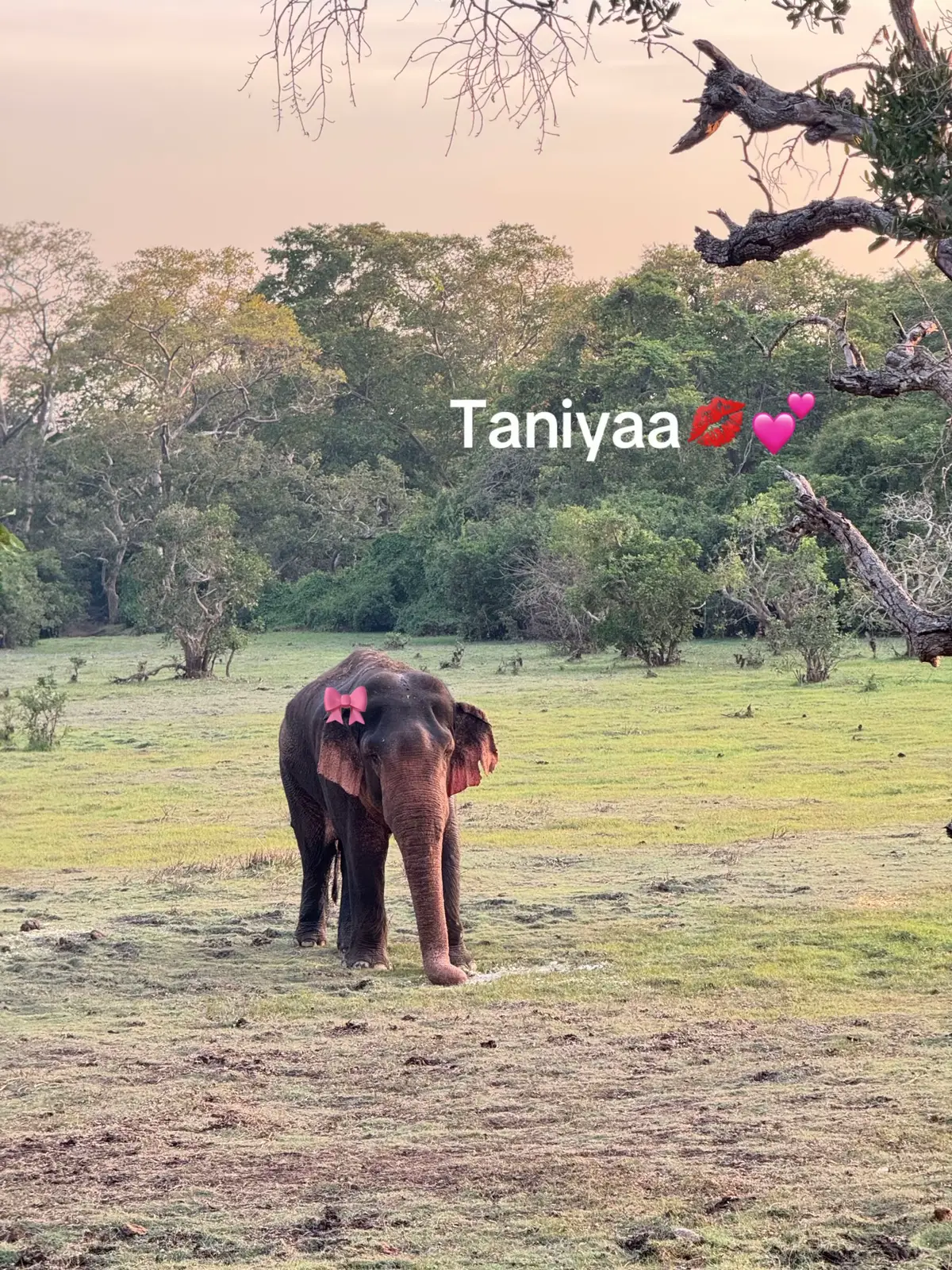 #fyppppppppppppppppppppppp #fy #viral #srilanka #elephant 