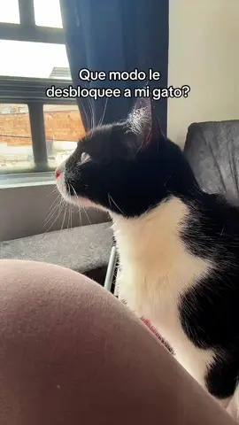 🥹😳 LO AMOOOOOOO #fyp #paratiiiiiiiiiiiiiiiiiiiiiiiiiiiiiii #cat #catsoftiktok #Lifestyle