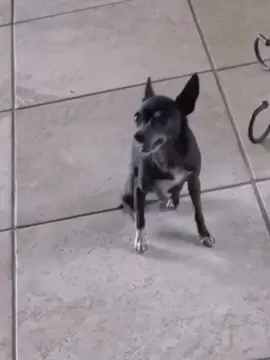 The dog sneezed💨#PuppyLove #dog #dogsoftiktok #CuteDogs 