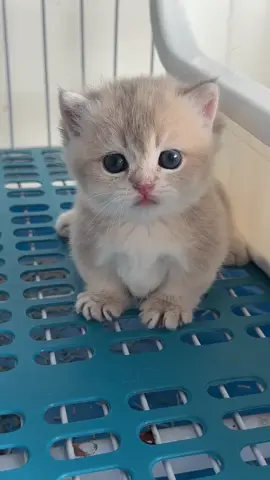 So cute #cutecat #pet #kucing #kitty 